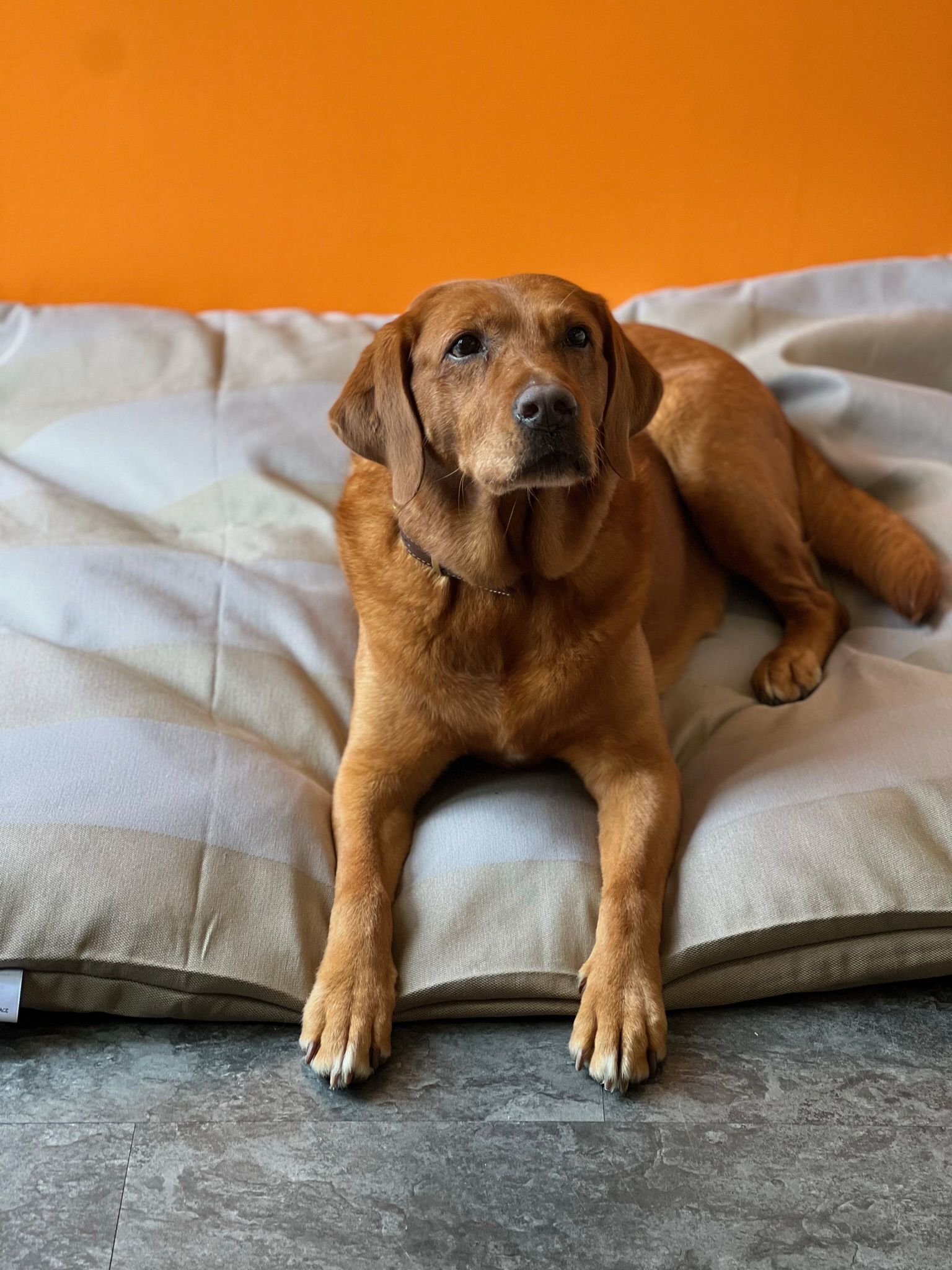 Hund auf einem Hundekissen bei Dogs & Cats by Vroni