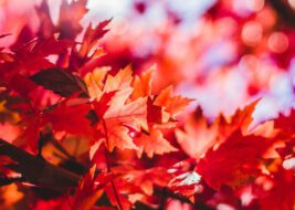 Goldener Herbst